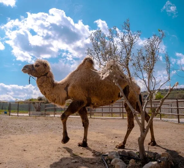 Cretan Animal Park - Ζωολογικό Πάρκο, Ανακαλύψτε το Cretan Animal Park, το καλύτερο ζωολογικό πάρκο στην Κρήτη για οικογένειες και παιδιά. Δείτε από κοντά σπάνια ζώα, ταΐστε τα και ζήστε μια αξέχαστη εμπειρία. Κλείστε τα εισιτήριά σας σήμερα!