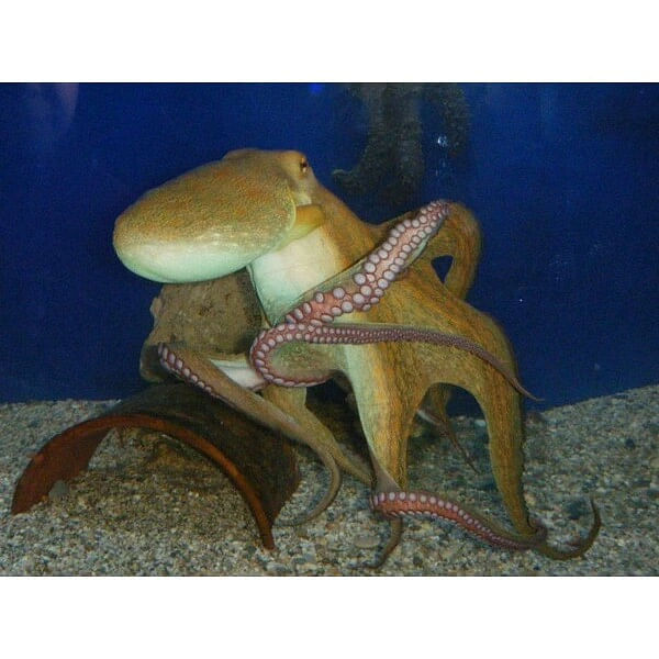 Aquaworld Aquarium & Reptile Rescue Centre, Ψάχνεις για Θεματικά πάρκα ζώων στην περιοχή Χερσόνησος; Aquaworld Aquarium & Reptile Rescue Centre στην περιοχή: Χερσόνησος. Τηλέφωνο, χάρτης, οδηγίες.
