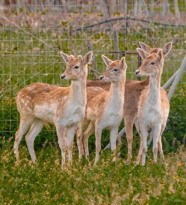 Cretan Animal Park - Ζωολογικό Πάρκο, Ανακαλύψτε το Cretan Animal Park, το καλύτερο ζωολογικό πάρκο στην Κρήτη για οικογένειες και παιδιά. Δείτε από κοντά σπάνια ζώα, ταΐστε τα και ζήστε μια αξέχαστη εμπειρία. Κλείστε τα εισιτήριά σας σήμερα!