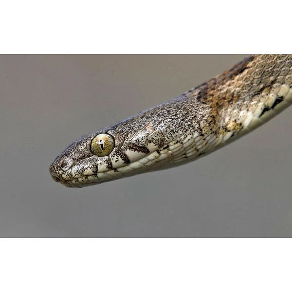 Aquaworld Aquarium & Reptile Rescue Centre, Ψάχνεις για Θεματικά πάρκα ζώων στην περιοχή Χερσόνησος; Aquaworld Aquarium & Reptile Rescue Centre στην περιοχή: Χερσόνησος. Τηλέφωνο, χάρτης, οδηγίες.