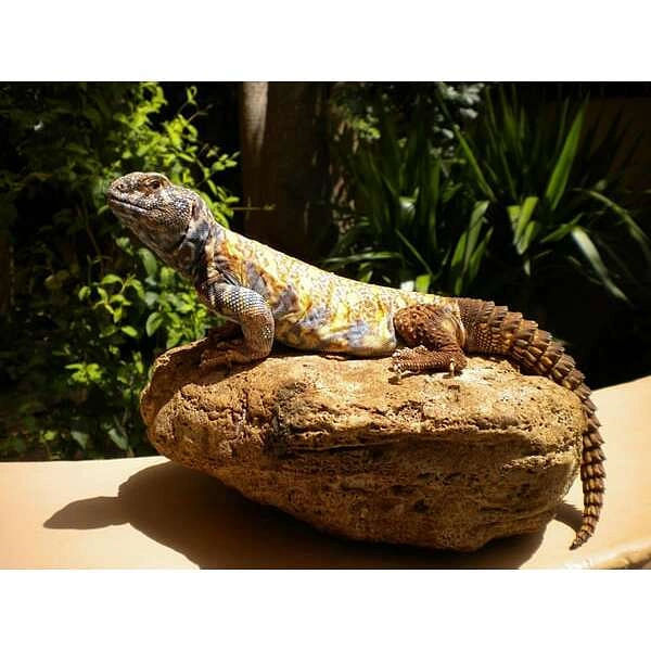 Aquaworld Aquarium & Reptile Rescue Centre, Ψάχνεις για Θεματικά πάρκα ζώων στην περιοχή Χερσόνησος; Aquaworld Aquarium & Reptile Rescue Centre στην περιοχή: Χερσόνησος. Τηλέφωνο, χάρτης, οδηγίες.