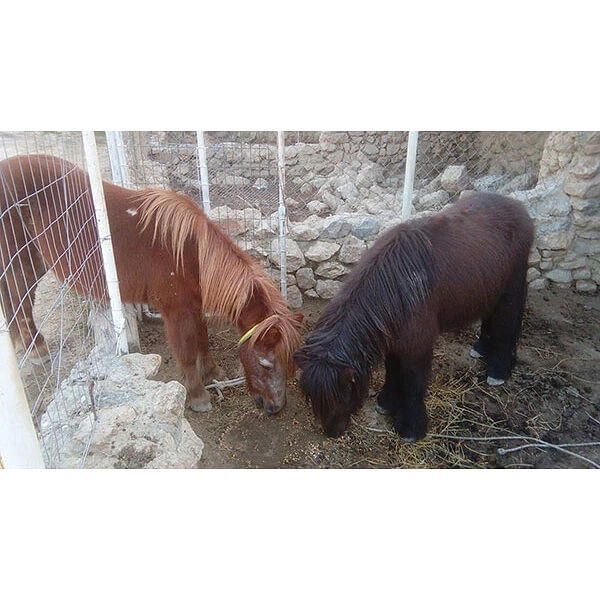 OstrichZooPark - Thea - Tavern, Ψάχνεις για Εστιατόρια στην περιοχή Επισκοπή Ηρακλείου; OstrichZooPark - Thea - Tavern στην περιοχή: Ηράκλειο Κρήτης. Τηλέφωνο, χάρτης, οδηγίες.