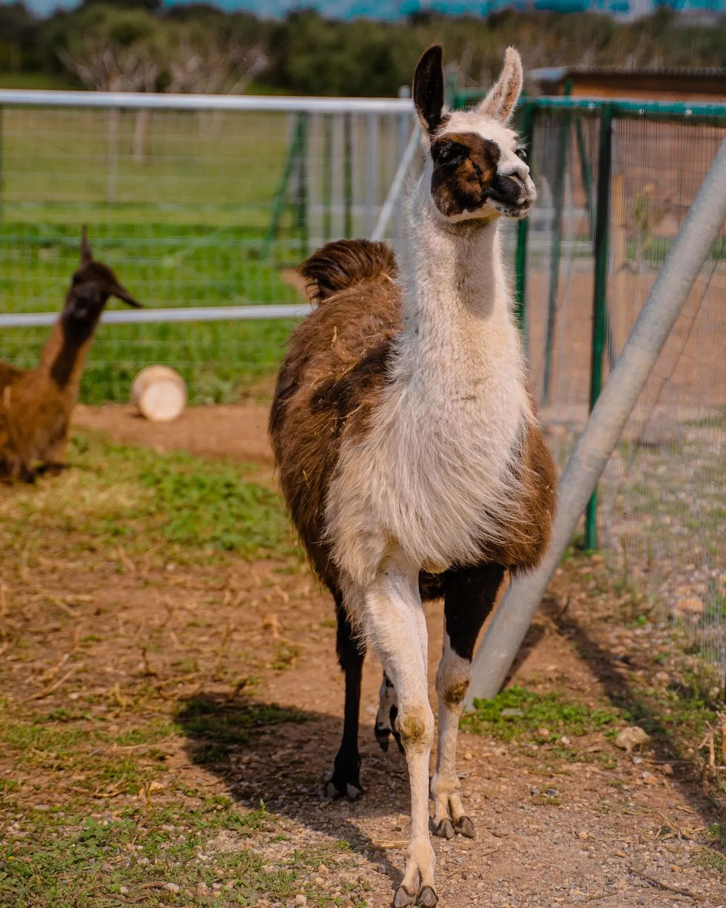 Cretan Animal Park - Ζωολογικό Πάρκο, Ανακαλύψτε το Cretan Animal Park, το καλύτερο ζωολογικό πάρκο στην Κρήτη για οικογένειες και παιδιά. Δείτε από κοντά σπάνια ζώα, ταΐστε τα και ζήστε μια αξέχαστη εμπειρία. Κλείστε τα εισιτήριά σας σήμερα!