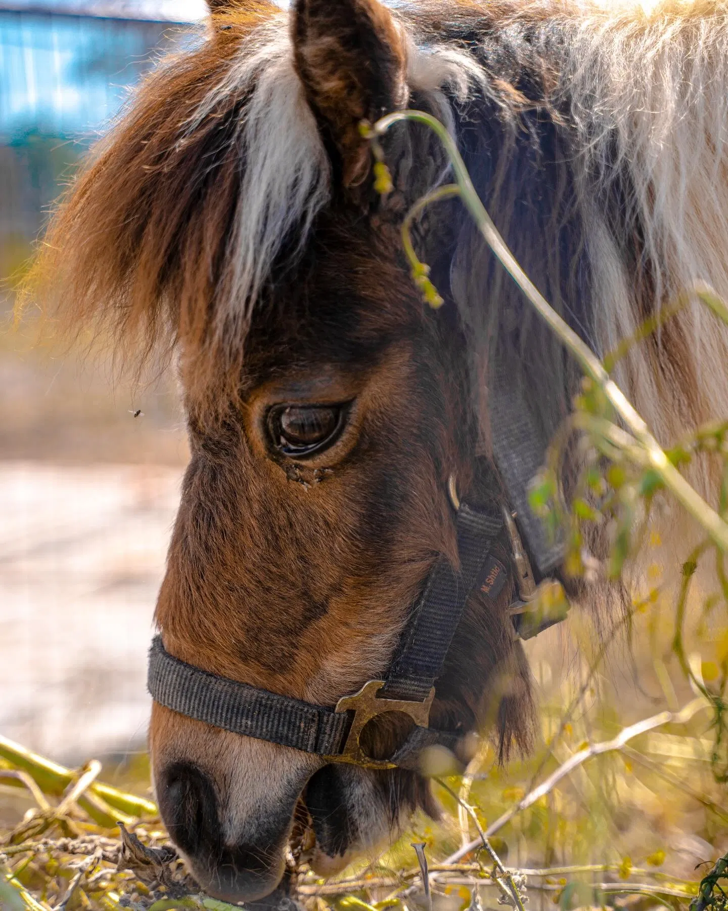 Cretan Animal Park - Ζωολογικό Πάρκο, Ανακαλύψτε το Cretan Animal Park, το καλύτερο ζωολογικό πάρκο στην Κρήτη για οικογένειες και παιδιά. Δείτε από κοντά σπάνια ζώα, ταΐστε τα και ζήστε μια αξέχαστη εμπειρία. Κλείστε τα εισιτήριά σας σήμερα!