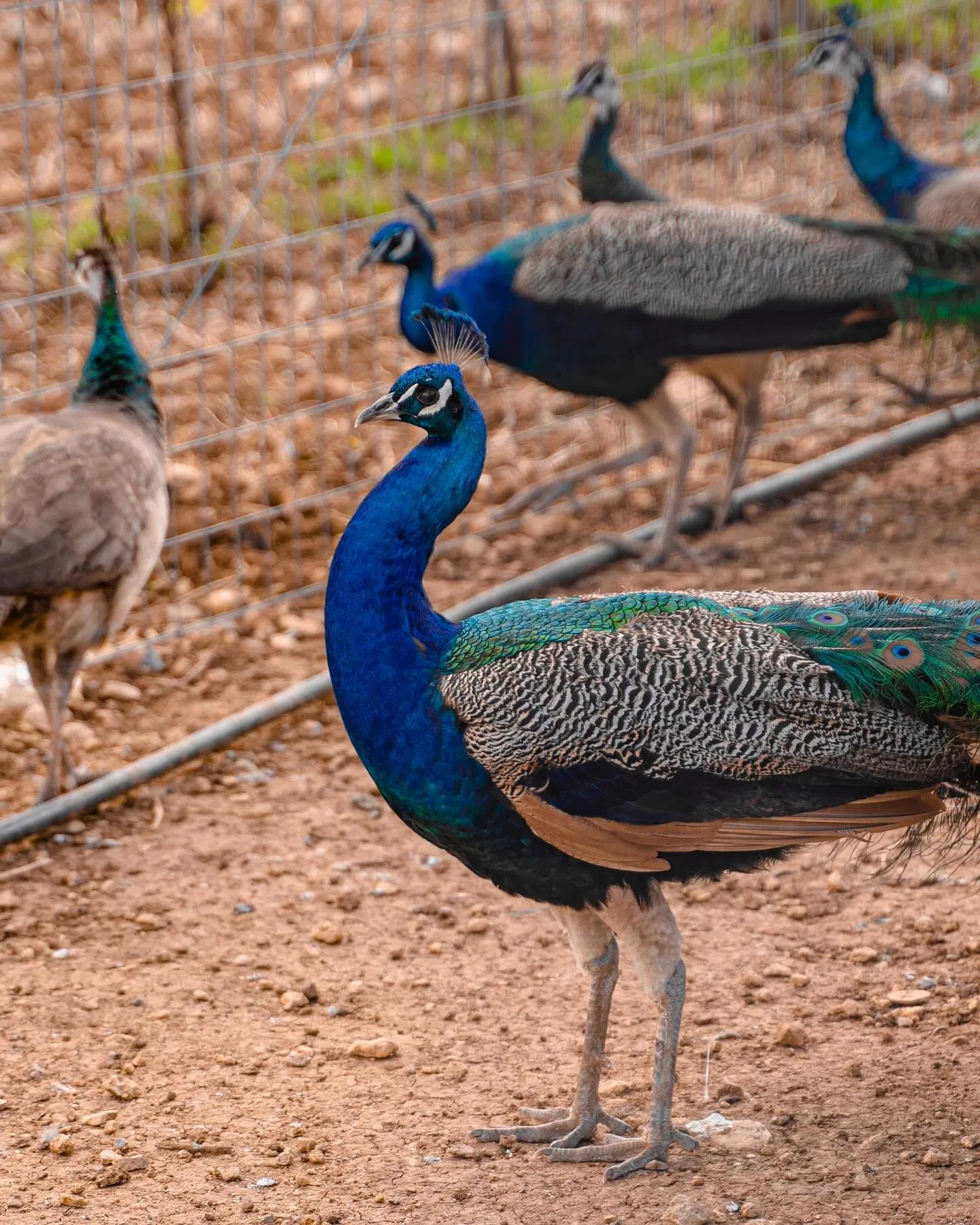 Cretan Animal Park - Ζωολογικό Πάρκο, Ανακαλύψτε το Cretan Animal Park, το καλύτερο ζωολογικό πάρκο στην Κρήτη για οικογένειες και παιδιά. Δείτε από κοντά σπάνια ζώα, ταΐστε τα και ζήστε μια αξέχαστη εμπειρία. Κλείστε τα εισιτήριά σας σήμερα!