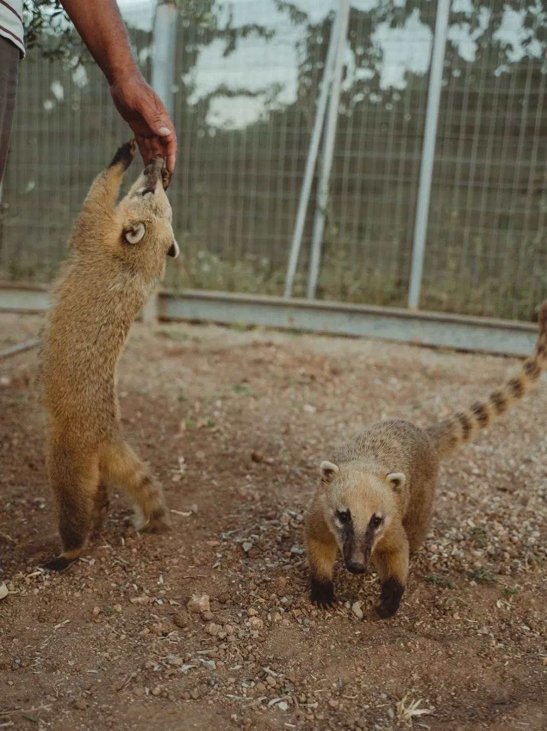 Cretan Animal Park - Ζωολογικό Πάρκο, Ανακαλύψτε το Cretan Animal Park, το καλύτερο ζωολογικό πάρκο στην Κρήτη για οικογένειες και παιδιά. Δείτε από κοντά σπάνια ζώα, ταΐστε τα και ζήστε μια αξέχαστη εμπειρία. Κλείστε τα εισιτήριά σας σήμερα!