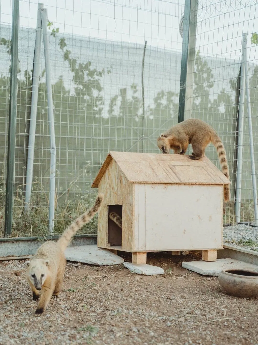 Cretan Animal Park - Ζωολογικό Πάρκο, Ανακαλύψτε το Cretan Animal Park, το καλύτερο ζωολογικό πάρκο στην Κρήτη για οικογένειες και παιδιά. Δείτε από κοντά σπάνια ζώα, ταΐστε τα και ζήστε μια αξέχαστη εμπειρία. Κλείστε τα εισιτήριά σας σήμερα!