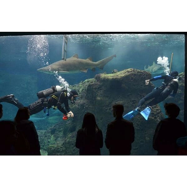 Cretaquarium - Θαλασσόκοσμος, Ψάχνεις για Θεματικά πάρκα ζώων στην περιοχή Κοκκίνη Χάνι; Cretaquarium - Θαλασσόκοσμος στην περιοχή: Κοκκίνη Χάνι. Τηλέφωνο, χάρτης, οδηγίες.