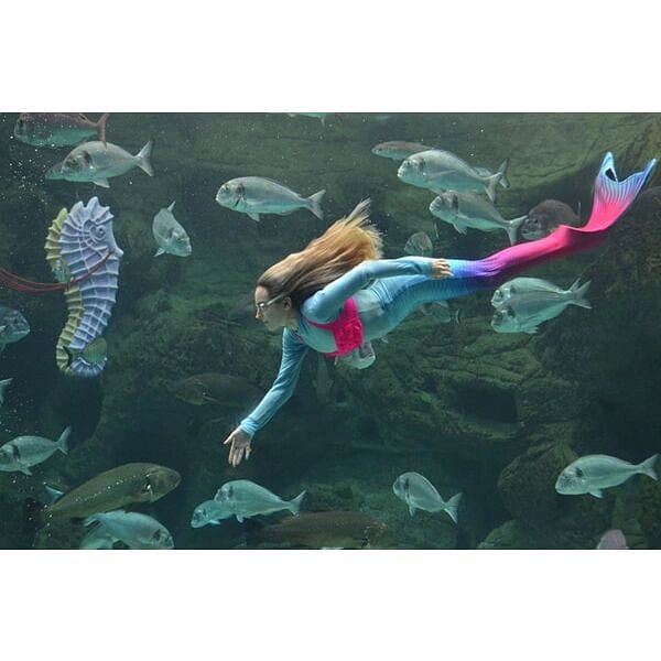 Cretaquarium - Θαλασσόκοσμος, Ψάχνεις για Θεματικά πάρκα ζώων στην περιοχή Κοκκίνη Χάνι; Cretaquarium - Θαλασσόκοσμος στην περιοχή: Κοκκίνη Χάνι. Τηλέφωνο, χάρτης, οδηγίες.
