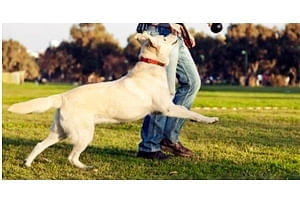 Βρες τα πάντα για την εκπαίδευση σκύλου σε όλη την Κρήτη, από Ηράκλειο, Χανιά, Ρέθυμνο, μέχρι και Λασίθι.