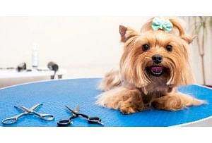 Βρες τα πάντα για το pet grooming και τη φροντίδα κατοικιδίων σε όλη την Κρήτη, από Ηράκλειο, Χανιά, Ρέθυμνο, μέχρι και Λασίθι.