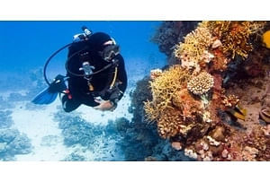 Βρες τα πάντα για τις καταδύσεις και το scuba diving σε όλη την Κρήτη, από Ηράκλειο, Χανιά, Ρέθυμνο, μέχρι και Λασίθι.